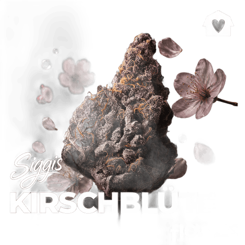 Siggis KBLT 16:1 Siggis Kirschblüte