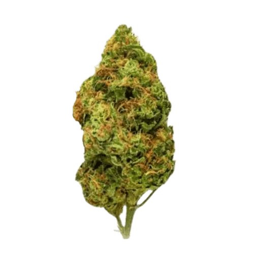 Luana 28/1 MPH Mega Platinum Haze