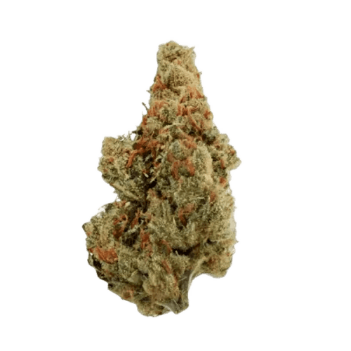 Social Choice! 15/1 GRO ASH Amnesia Haze