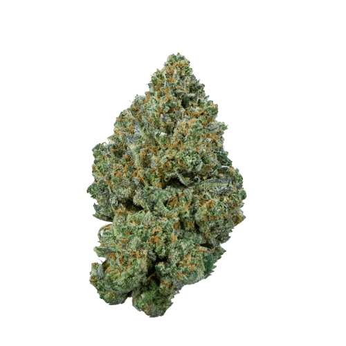 Barongo 26/1 VPR Lemon Viper Mimosa