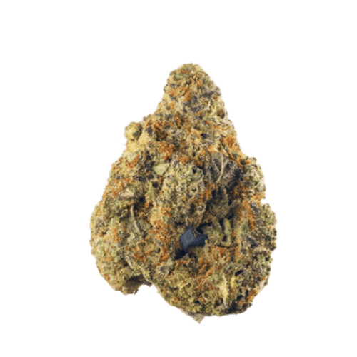 Gestion Cannabec PC 21/1 Petrol Cookies