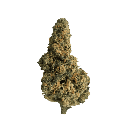 33/1 Amici AC Animal Cookies