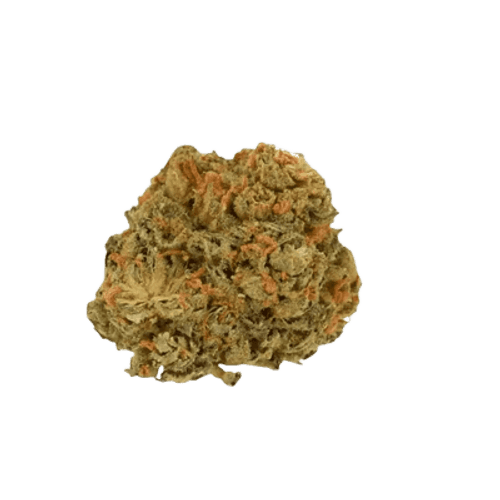 Canify 27/1 CSF Ku. Solpina Magic