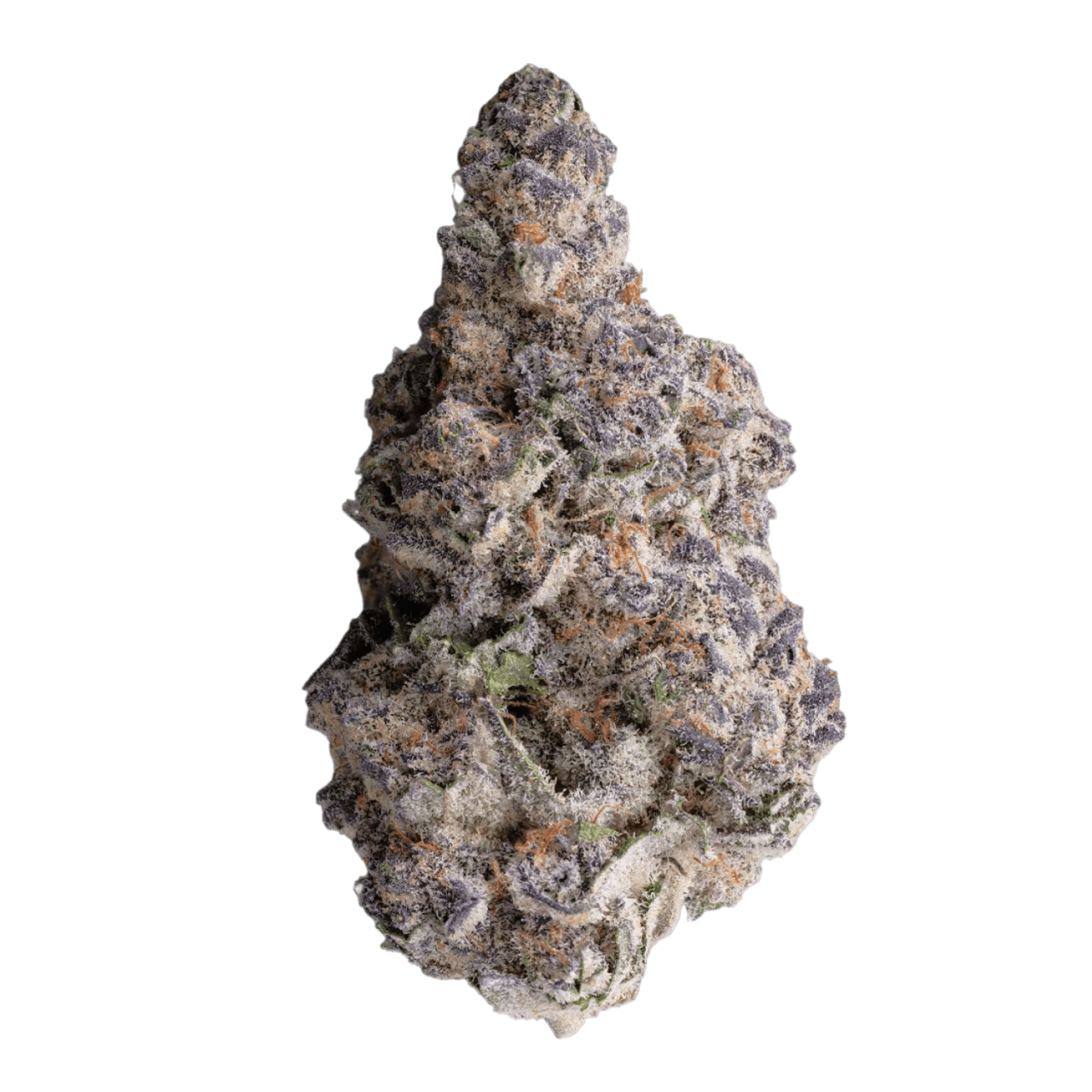 GrowMotion SBC24 Super Buff Cherry