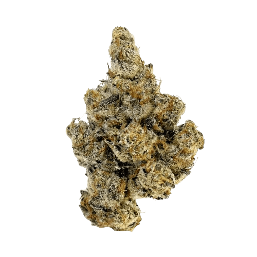 Remexian 24/1 MYW Mystic Wonder