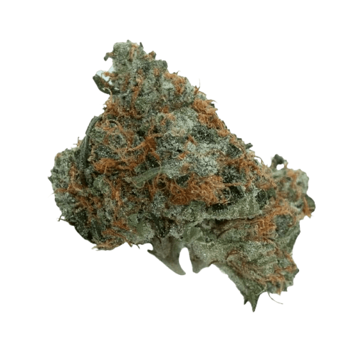 bava med 21/1 ZES PU