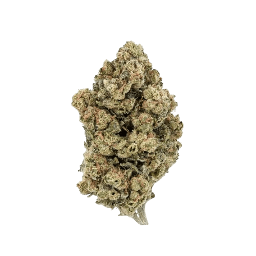 Nimbus easy 20/1 Jet Fuel Apricot