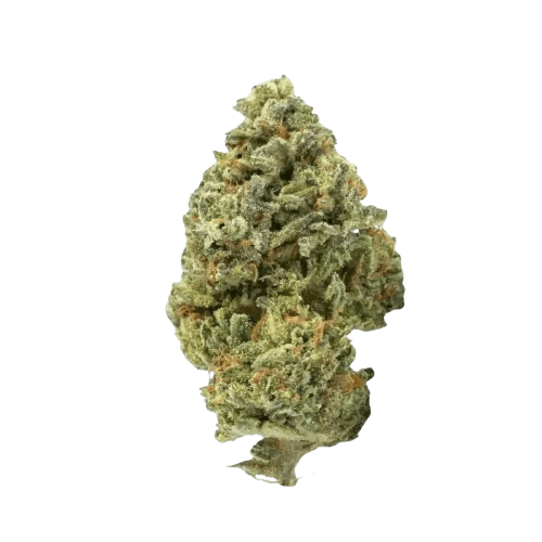 420 Evolution 20/1 CA LCG