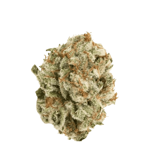 420 Evolution 22/1 CA PVB