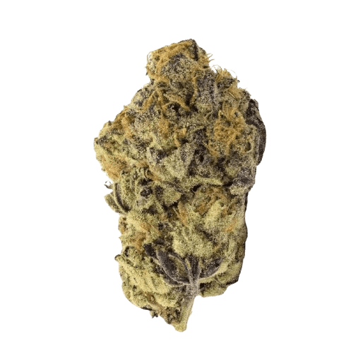 CM Indica Forte ZAF