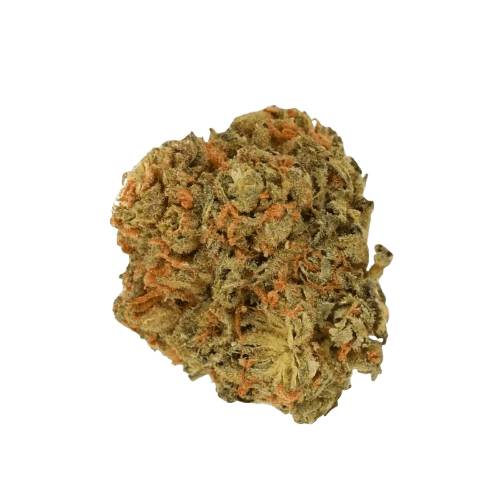 Luana 28/1 Pine Solpina Magic