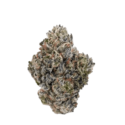 Remexian 24/1 GCC BBG GG4 x Blueberry