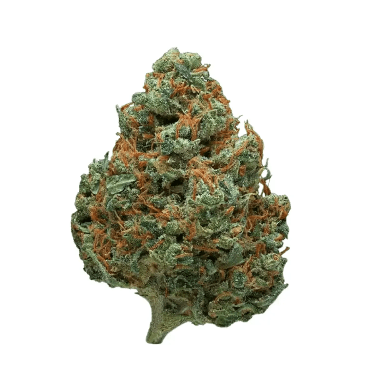 madrecan 21/1 PIP Pineapple Purps